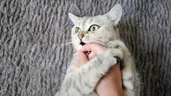 Von der Zuneigung zum Biss ist es nur ein kleiner Schritt: Die verborgenen Gründe, warum eine Katze erst leckt und dann angreift