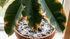 Wie eine Pflanze bei versalztem Boden um Hilfe ruft. Die ersten Anzeichen