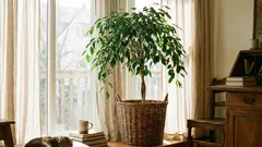 10 langlebige Zimmerpflanzen, die im Alltag gut zurechtkommen und bis zu Jahrzehnte lang leben