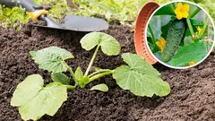 Wann man Gurken im Freiland aussät: Orientierungshilfe anhand von Birken und Löwenzahn