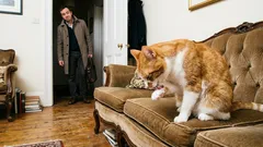 Ihre Katze liebt Sie nicht: 5 Anzeichen, die Sie jeden Tag übersehen