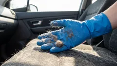 Tierhaare und Gerüche verschwinden spurlos: Schnelle Methoden zur Reinigung des Fahrzeuginnenraums