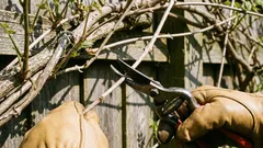 Pflanzen, die im März zurückgeschnitten werden sollten, um eine bessere Blüte zu fördern.