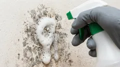 Wie man Schimmel schnell von den Wänden entfernt: Wir verraten Ihnen, welche Hausmittel dabei helfen